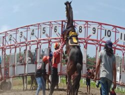 Porprov Pacuan Kuda: Babak Kualifikasi Penonton Sepi