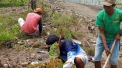 Aksi Menanam Mangrove dan Cemara Laut  Inisiatif Kelompok Tirta Klewer Bersama Ormas PP Sidamulih