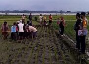 Warga Temukan Mayat dalam Posisi Tersungkur di Tengah Sawah