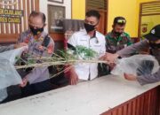 Warga Batukaras Temukan Pohon Ganja di Kebun Milik WNA