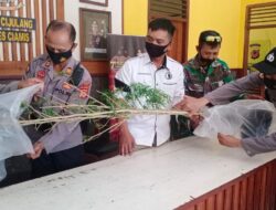 Warga Batukaras Temukan Pohon Ganja di Kebun Milik WNA