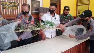 Warga Batukaras Temukan Pohon Ganja di Kebun Milik WNA