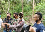 Selain Ditemukan di Kebun Ganja Ditanam Juga dalam Pot Dekat Villa di Batukaras