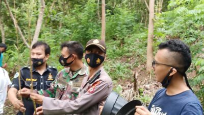 Selain Ditemukan di Kebun Ganja Ditanam Juga dalam Pot Dekat Villa di Batukaras