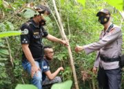 Seusai Diduga Panen Ganja, Empat Warga Cijulang Diamankan Polres Ciamis