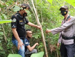 Seusai Diduga Panen Ganja, Empat Warga Cijulang Diamankan Polres Ciamis