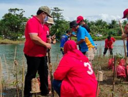 Menahan Abrasi Kawasan Pantai Ditanami Bibit Mangrove