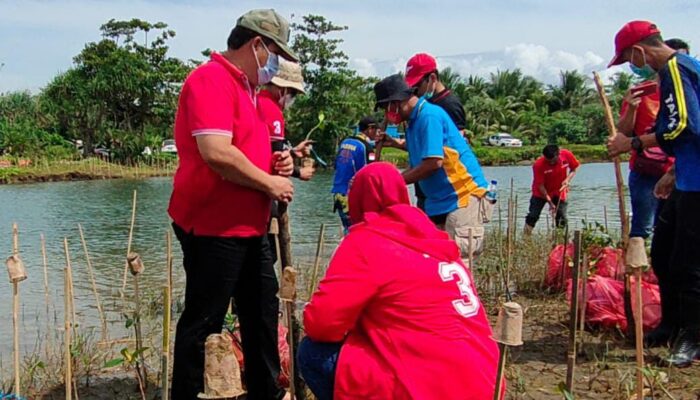 Menahan Abrasi Kawasan Pantai Ditanami Bibit Mangrove