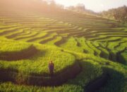 Sawah Terasering di Pangandaran Lebih Luas dari Ubud Bali yang Ditetapkan Geopark oleh Unesco