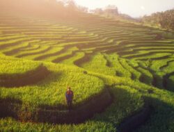 Sawah Terasering di Pangandaran Lebih Luas dari Ubud Bali yang Ditetapkan Geopark oleh Unesco