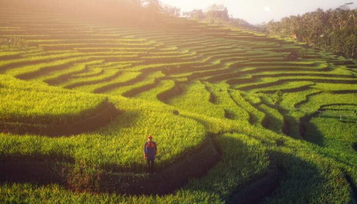 Sawah Terasering di Pangandaran Lebih Luas dari Ubud Bali yang Ditetapkan Geopark oleh Unesco