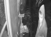 Pencuri Burung Muray Berharga Ratusan Juta Tertangkap CCTV