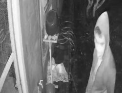 Pencuri Burung Muray Berharga Ratusan Juta Tertangkap CCTV
