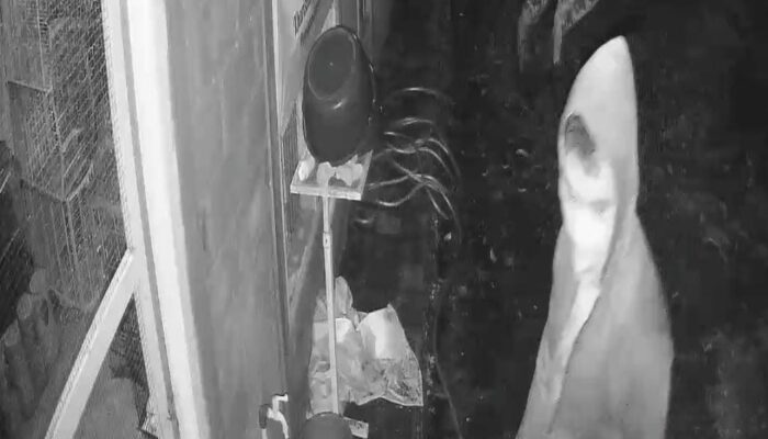 Pencuri Burung Muray Berharga Ratusan Juta Tertangkap CCTV
