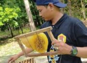 Madu Asli Pangandaran Dibudidayakan Pemuda Kreatif Asal Cijulang