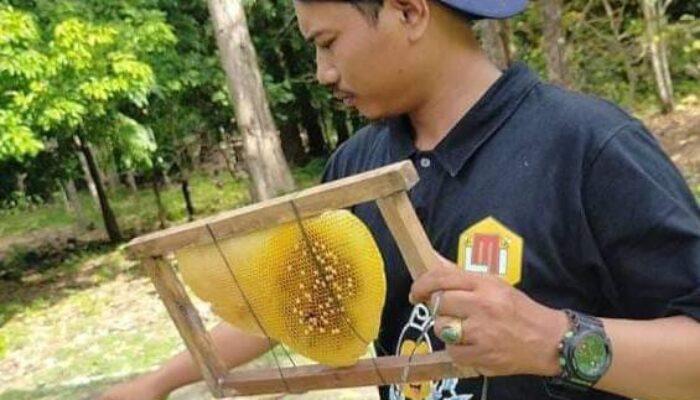 Madu Asli Pangandaran Dibudidayakan Pemuda Kreatif Asal Cijulang