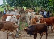 Ancang-ancang Pilih Sapi Kurban yang Sehat, Ini Cirinya