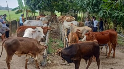 Ancang-ancang Pilih Sapi Kurban yang Sehat, Ini Cirinya