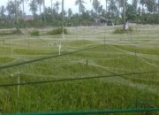 Menjelang Panen Petani Pangandaran Memasang “Bebegig Sawah” dan “Kokoprak”