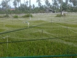 Menjelang Panen Petani Pangandaran Memasang “Bebegig Sawah” dan “Kokoprak”