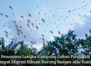 Fenomena Langka Migrasi Burung Bangau Di Kampung Dahon Parigi