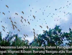 Fenomena Langka Migrasi Burung Bangau Di Kampung Dahon Parigi