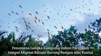 Fenomena Langka Migrasi Burung Bangau Di Kampung Dahon Parigi