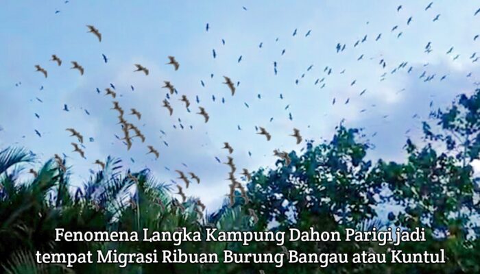 Fenomena Langka Migrasi Burung Bangau Di Kampung Dahon Parigi