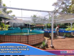 Budidaya Perikanan di Pangandaran Belum Bisa Menutupi Kebutuhan Bisnis Pasaran