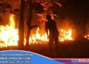 Kebakaran Hutan Milik Adat, Warga Desa Karangmulya Sigap Padamkan Api