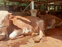 Jelang Iduladha 2021, Pedagang Sapi Di Pangandaran Banjir Pesanan