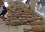 Sekali Melaut, Nelayan Pangandaran Bisa Raup Hampir Rp250 Juta