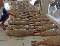 Sekali Melaut, Nelayan Pangandaran Bisa Raup Hampir Rp250 Juta