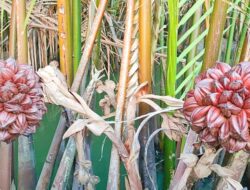 Manfaat Buah Nipah Atau Kiwel Bagi Kesehatan