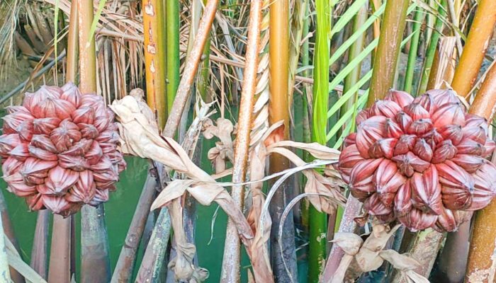 Manfaat Buah Nipah Atau Kiwel Bagi Kesehatan