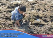 Anak Pantai Batu Karas Berburu Umang di Atas Karang Saat Air Laut Surut