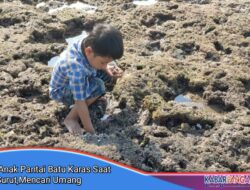 Anak Pantai Batu Karas Berburu Umang di Atas Karang Saat Air Laut Surut