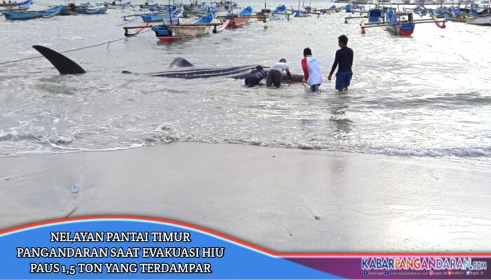 Nelayan Pantai Timur Pangandaran Berhasil Evakuasi Hiu Paus 1,5 Ton Ke Tengah Laut