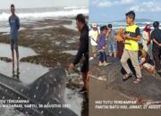 Fenomena Hiu Tutul Terdampar Di Pantai Pangandaran,Ada Apa