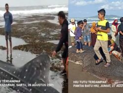 Fenomena Hiu Tutul Terdampar Di Pantai Pangandaran,Ada Apa