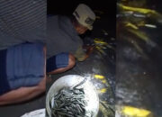 Fenomena Ribuan Ikan Layang Terdampar Di Pantai Batu Karas