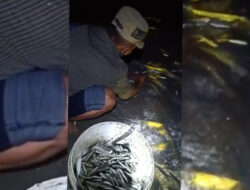Fenomena Ribuan Ikan Layang Terdampar Di Pantai Batu Karas