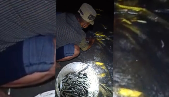 Fenomena Ribuan Ikan Layang Terdampar Di Pantai Batu Karas