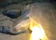 Langka, Seekor Penyu Tempayan Bertelur Di Pantai Pangandaran Di Selamatkan Warga