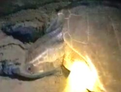 Langka, Seekor Penyu Tempayan Bertelur Di Pantai Pangandaran Di Selamatkan Warga