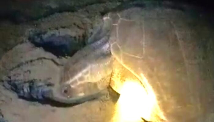 Langka, Seekor Penyu Tempayan Bertelur Di Pantai Pangandaran Di Selamatkan Warga