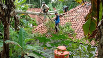 Hujan Deras Disertai Angin Kencang Rumah Warga Tertimpa Pohon Di Pangandaran
