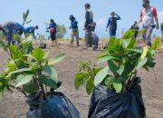 Penanaman Pohon Mangrove Peringati World Cleanup Day Di Muara Karangtirta Pangandaran