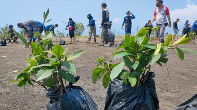 Penanaman Pohon Mangrove Peringati World Cleanup Day Di Muara Karangtirta Pangandaran