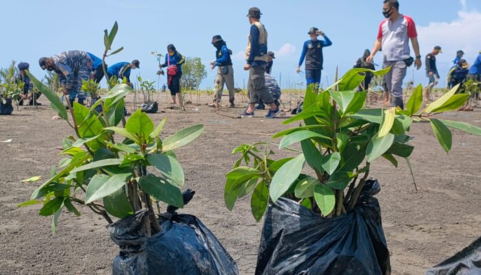 Penanaman Pohon Mangrove Peringati World Cleanup Day Di Muara Karangtirta Pangandaran